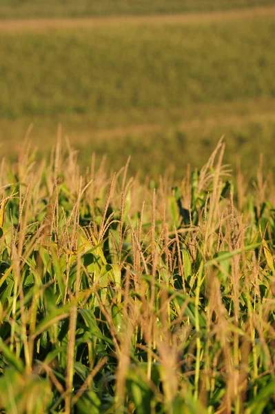 Tallos de maíz en una granja — Foto de Stock