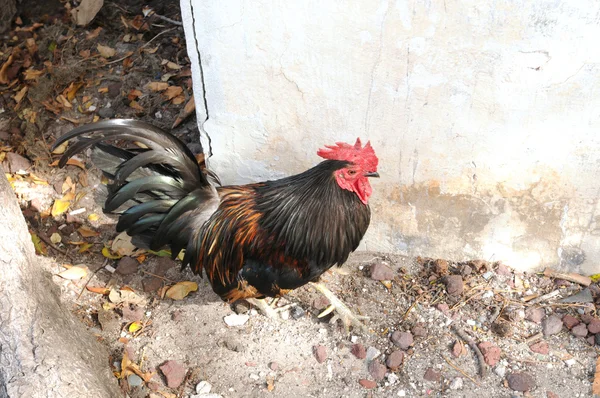 Rooster in key west, florida — Stock Photo, Image