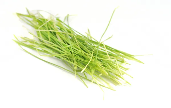 Gesundes Weizengras — Stockfoto