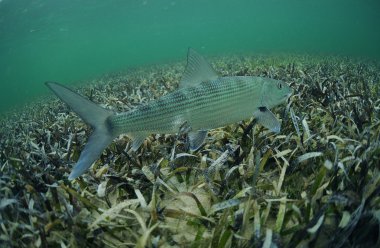 bonefish in ocean clipart