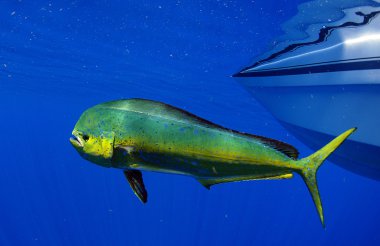 mahi mahi or dolphin fish clipart