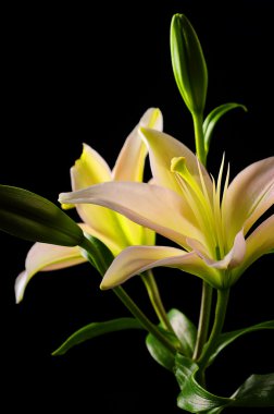 Beyaz stargazer lily çiçek