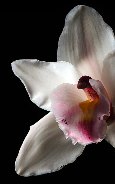 White and pink orchid flower — Stock Photo, Image
