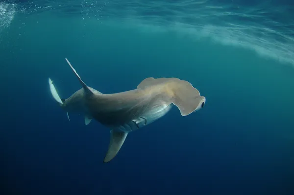 Tiburón martillo — Foto de Stock