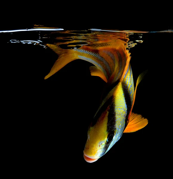 Porkfish em fundo preto — Fotografia de Stock