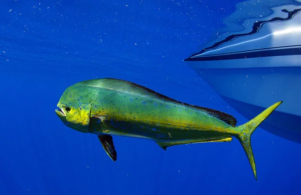 Mahi mahi or dolphin fish — Stock Photo, Image