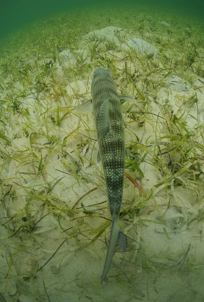 Bonefish está nadando en los pisos de hierba océano —  Fotos de Stock