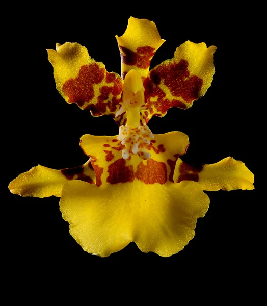 Orquídea amarela e vermelha — Fotografia de Stock