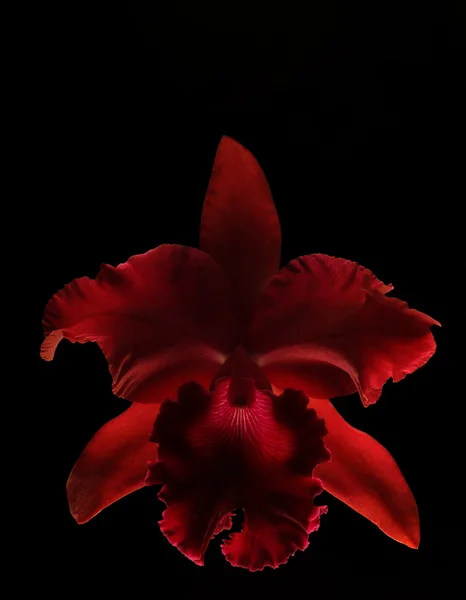 Красная орхидея на черном фоне — стоковое фото