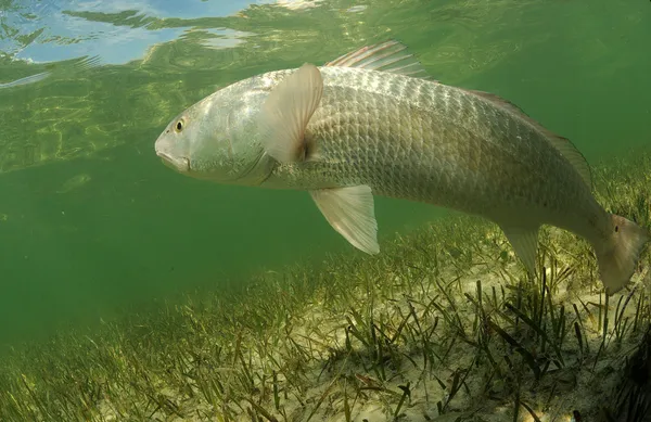 Kungsfisk simning i havet gräs flats — Stockfoto