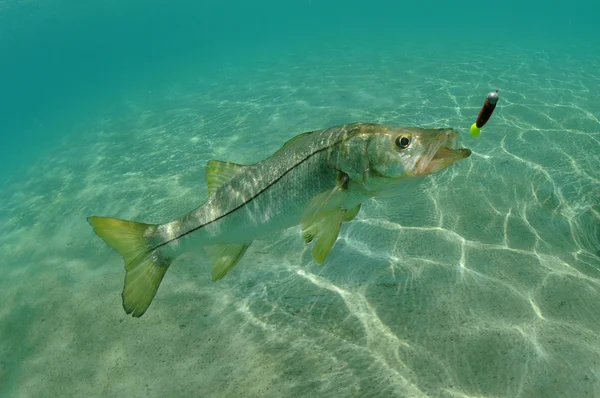 Snook dans la chasse à l'océan leurre — Photo