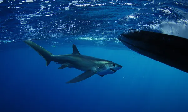 Bigeye Thresher tubarão natação — Fotografia de Stock