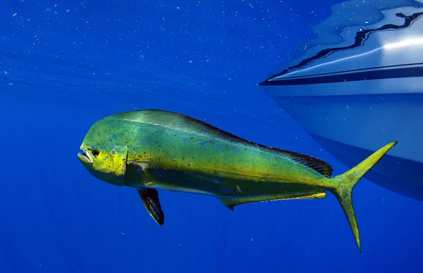 Mahi mahi 或海豚鱼 免版税图库照片