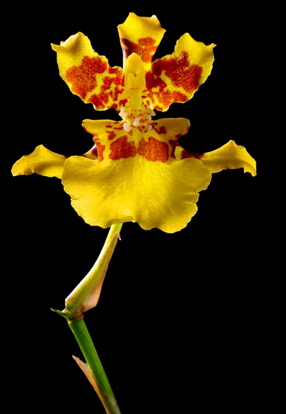 Fiore orchidea gialla su sfondo nero — Foto Stock