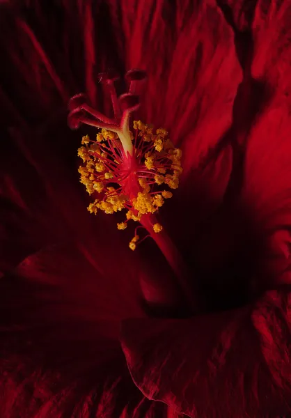 赤いハイビスカスの花を閉じて — ストック写真