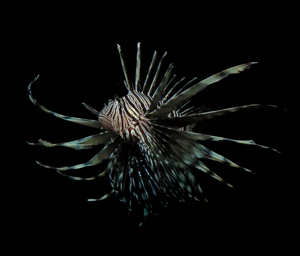 Pesce leone su nero — Foto Stock