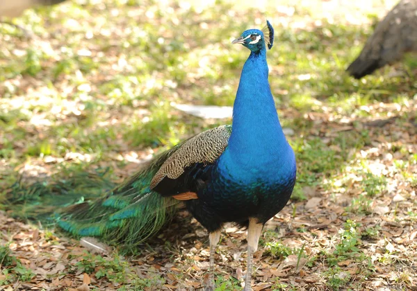 Vacker påfågel — Stockfoto