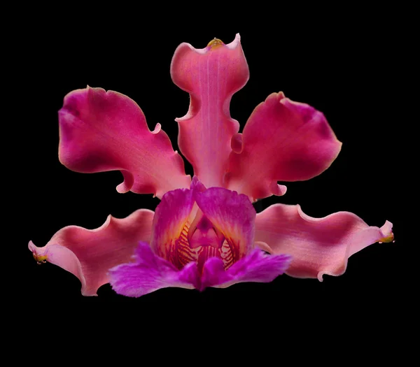 Fleur d'orchidée rose — Photo
