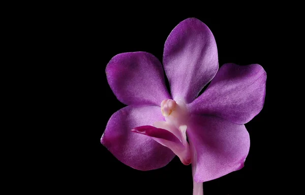 Flor de orquídea roxa brilhante no fundo preto — Fotografia de Stock