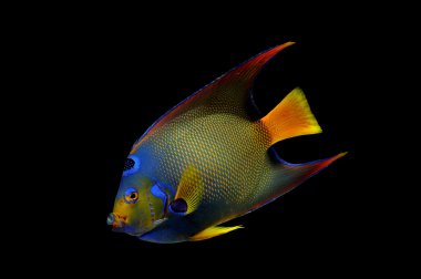 siyah arka plan üzerine Kraliçe melek