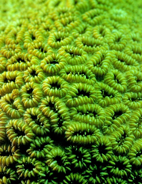 Coral — Fotografia de Stock