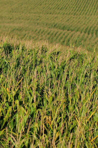 Agricultura e campo de milho — Fotografia de Stock