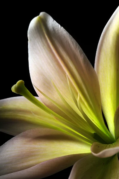 Beyaz stargazer lily üzerinde ercik — Stok fotoğraf