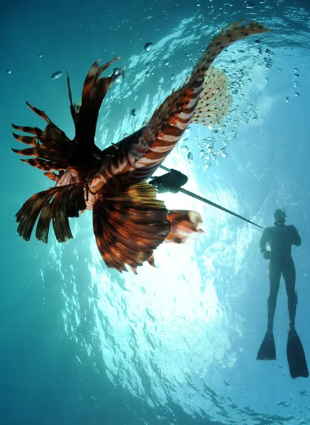 Man Spearfishing lionfish — Stockfoto