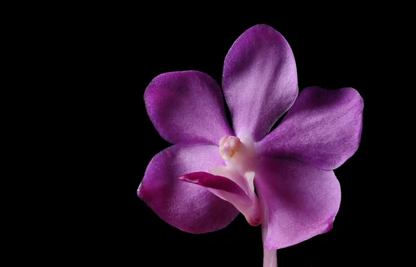 Bright purple orchid flower on black background — Stock Photo, Image