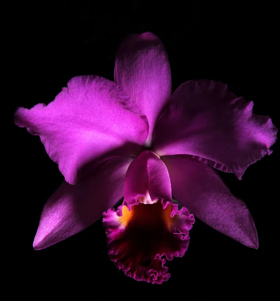 Fialová orchidej — Stock fotografie