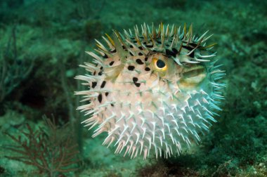 Blowfish or puffer fish in ocean clipart