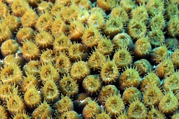 Coral com macro detalhes — Fotografia de Stock