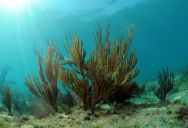 Paisagem marinha subaquática com gorgonia — Fotografia de Stock