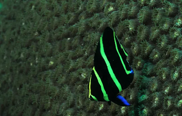 Anjo francês juvenil subaquático no oceano — Fotografia de Stock