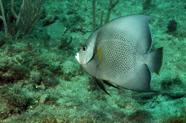 Grauer Skalar schwimmt gegen Unterwasser-Seenlandschaft — Stockfoto