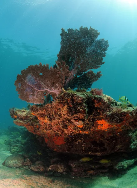 Manto marino con ventaglio marino, corallo duro e corallo molle — Foto Stock