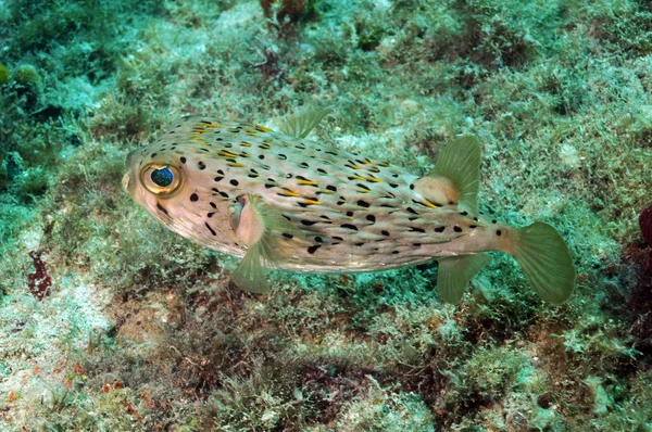 Poisson soufflé dans l'océan — Photo