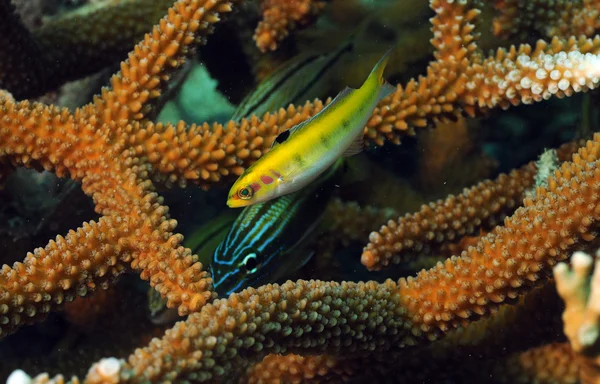 Grunhido e amarelo wrasse com coral staghorn — Fotografia de Stock