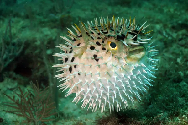 Blowfish nebo puffer ryba v oceánu Stock Snímky