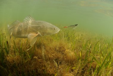 redfish cazibesine peşinden Okyanusu