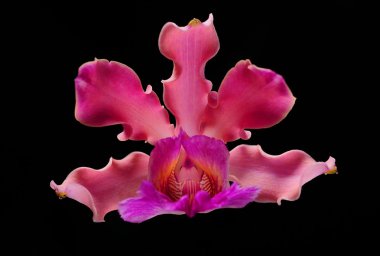 siyah arka plan üzerine izole pembe orkide