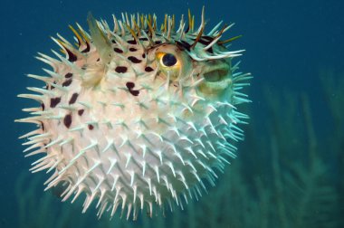Blowfish or diodon holocanthus underwater in ocean clipart