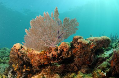 deniz fan odaklanma ile sualtı deniz manzarası