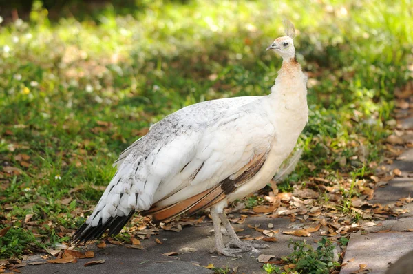 Vit påfågel i naturen — Stockfoto