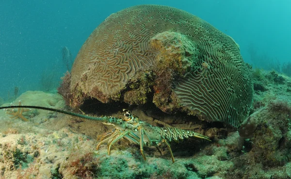 Langosta espinosa caribeña y coral cerebral —  Fotos de Stock