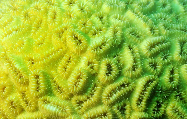 Macro détails de corail — Photo
