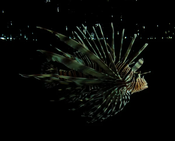 Lionfish — Stock Photo, Image