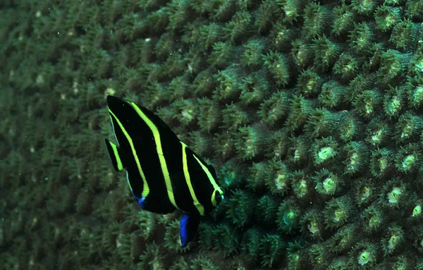 French angelfish or Pomacanthus paru underwater in ocean — Stock Photo, Image