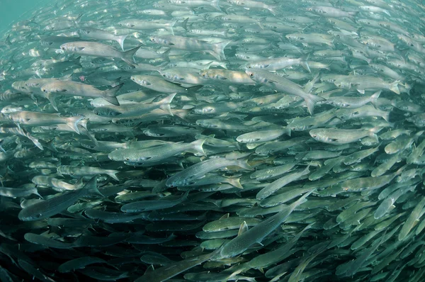 Рыба-молот плавает в океане — стоковое фото