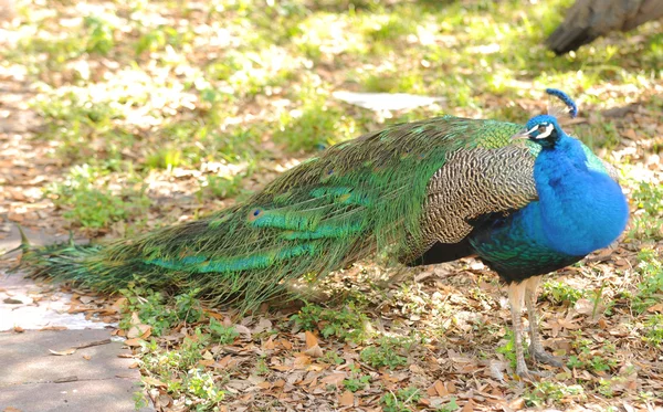 Pavo real macho fuera —  Fotos de Stock